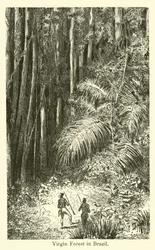 Urwald in Brasilien