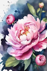 Rosa Pfingstrose Aquarell