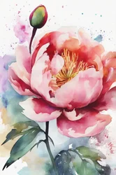 Rosa Pfingstrose Aquarellblüte