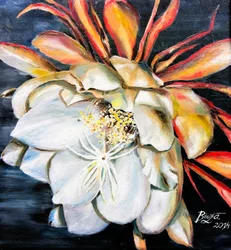 Königin der Nacht Blüte