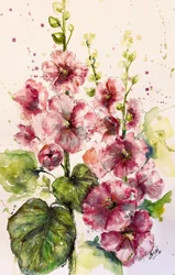 Lebendige Rosa Stockrosen
