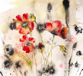 Wilder Mohn Aquarell