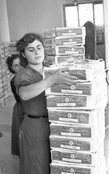 Bittere Trauben - Lager