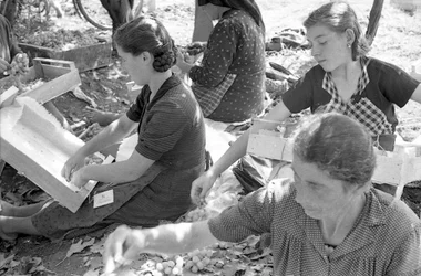 Bittere Trauben - Die Mondine dell