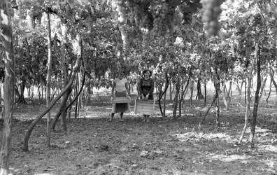 Bittere Trauben - Die Pergola vor der Ernte