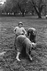 Frauenarbeit: Olivenernte in Kalabrien