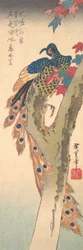 Ein Pfau auf einem Ahornbaum