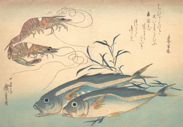 Aji-Fisch und Kuruma-Ebi, aus der Serie Uozukushi Jede Fischart