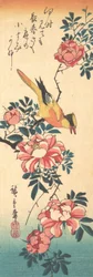 Östliche Grauwasserstelze und Rose, frühe 1830er Jahre