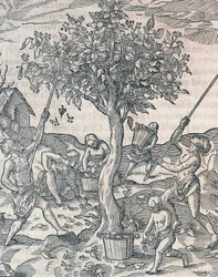 Pfefferernte auf der Insel Java, Stich aus Universal Cosmology von Andre Thevet, Paris