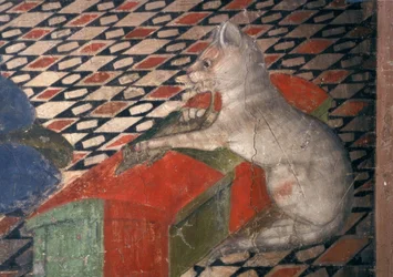 Atri, Dom, Katze