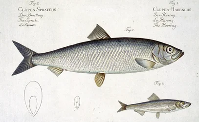Hering (Clupea Harengus) und Sprotte (Clupea Sprattus) Tafel XXIX aus 