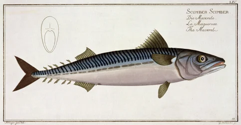 Makrele (Scomber Scomber) Tafel LIV aus 