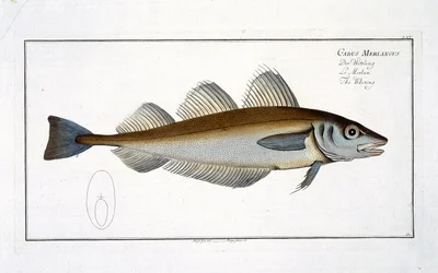 Whiting (Gadus Merlangus) Tafel LXV aus 