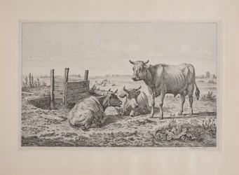 Ein Stier und zwei Kühe