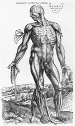 Anatomische Studie, Illustration aus 