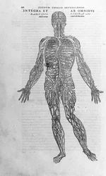 Andrea Vesalio (1514 - 1564), Arzt von Karl V. „Humani corporis fabrica libri septem“, Basel 1543.