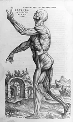 Andrea Vesalio (1514 - 1564), Arzt von Karl V. „Humani corporis fabrica libri septem“, Basel 1543.