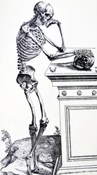 Menschliches Gerippe mit Totenkopf in der Hand. Aus "De Humani Corporis Fabrica" von Vesalius. Möglicher Holzschneider: Jan von Calcar