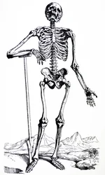 Die Tafeln aus dem ersten Buch der De Humani Corporis Fabrica