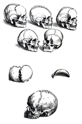 Die Tafeln aus dem ersten Buch der De Humani Corporis Fabrica von Andreas Vesalius (1514-1564)