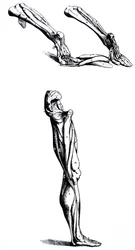 Die Tafeln aus dem zweiten Buch der De Humani Corporis Fabrica