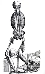 Die Platten aus dem zweiten Buch der De Humani Corporis Fabrica
