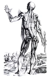 Die Tafeln aus dem zweiten Buch der De Humani Corporis Fabrica