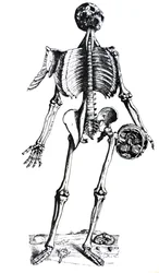 Die Platten aus dem siebten Buch der De Humani Corporis Fabrica