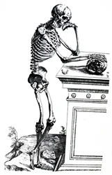 Die Platten aus dem siebten Buch der De Humani Corporis Fabrica