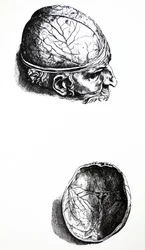 Die Platten aus dem siebten Buch der De Humani Corporis Fabrica