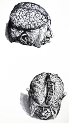 Die Platten aus dem siebten Buch der De Humani Corporis Fabrica