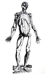 Die Platten aus dem siebten Buch der De Humani Corporis Fabrica