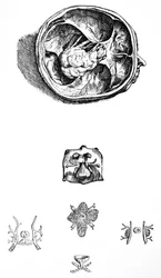 Die Platten aus dem siebten Buch der De Humani Corporis Fabrica