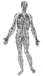 Die Platten aus dem dritten Buch der De Humani Corporis Fabrica