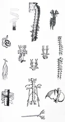 Die Platten aus dem dritten Buch der De Humani Corporis Fabrica