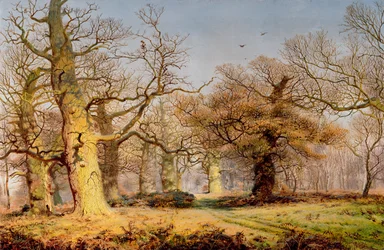 Eichen im Sherwood Forest