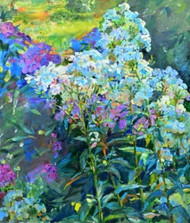 Lebendige Garten-Phlox