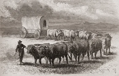 Ochsen überqueren die großen Ebenen Amerikas im Jahr 1867, Illustration aus 
