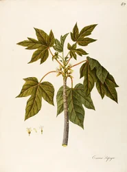 Papaya (Carica papaya), Caricaceae, Warmhausbaum mit beständigen Blättern, kultiviert wegen seiner Früchte, heimisch in tropischem Amerika