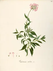 Rote Spornblume (Centranthus ruber), Staude für Blumenbeete oder Steingärten, spontan in Italien, von Angela Rossi Bottione und Mitarbeitern, Aquarell