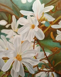 Blühende weiße Magnolie