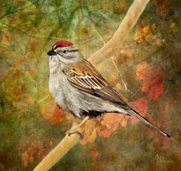 Spatz auf Herbstlichem Ast