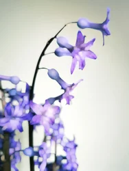 Zarte lila Blüten