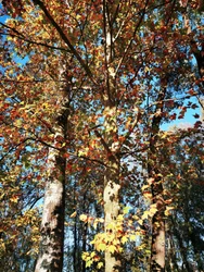 Goldene Herbstbäume