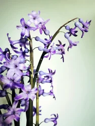 Lila Hyazinthenblüten