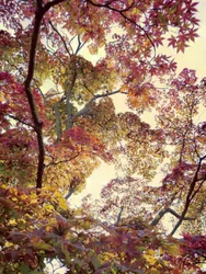 Lebendiges Herbstlaub