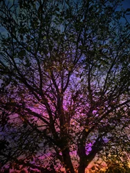 Lebendiger Sonnenuntergangsbaum