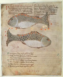 Die Konstellation Fische aus 