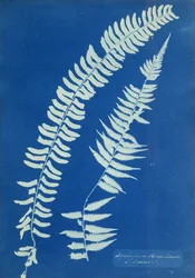 Asplenium Braziliense, Südamerika, ca. 1850